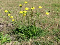 Image of Hairy Cat's-Ear