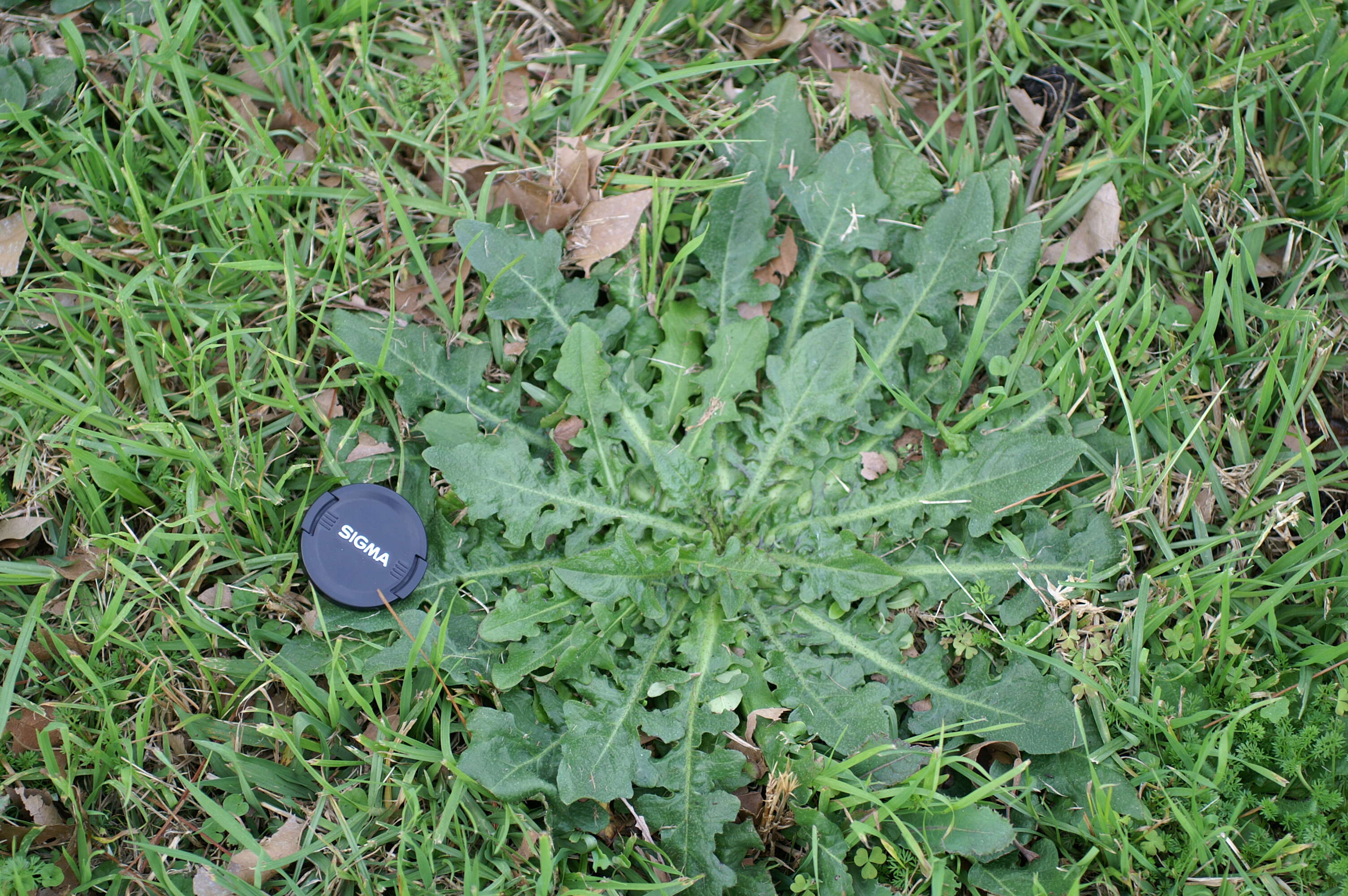 Image of Hairy Cat's-Ear