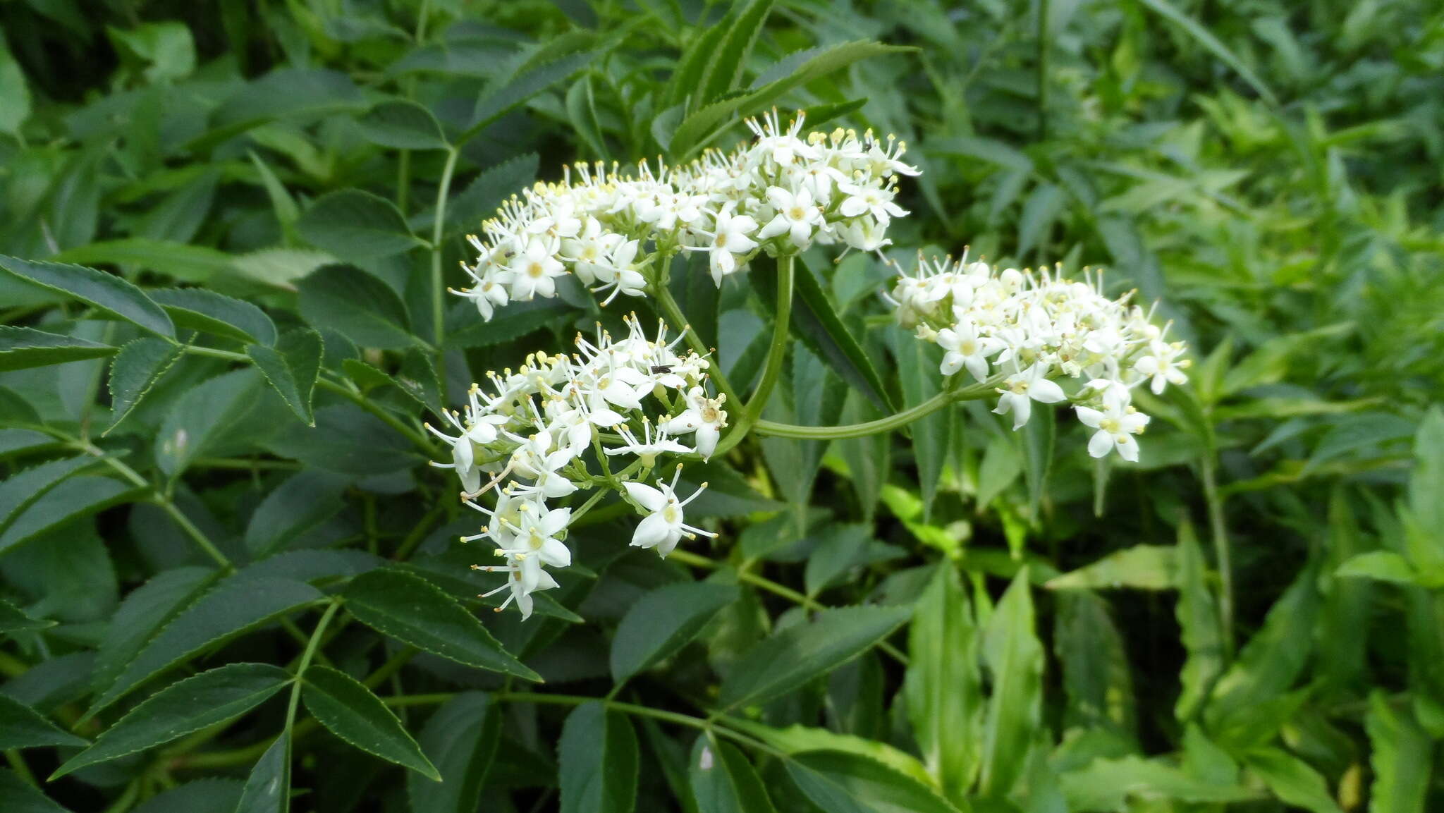 Image of Sambucus australis Cham. & Schltdl.