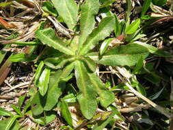 Image of Hairy Cat's-Ear