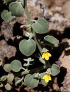 Image of Nanorrhinum dichondrifolium (Benth.) Betsche