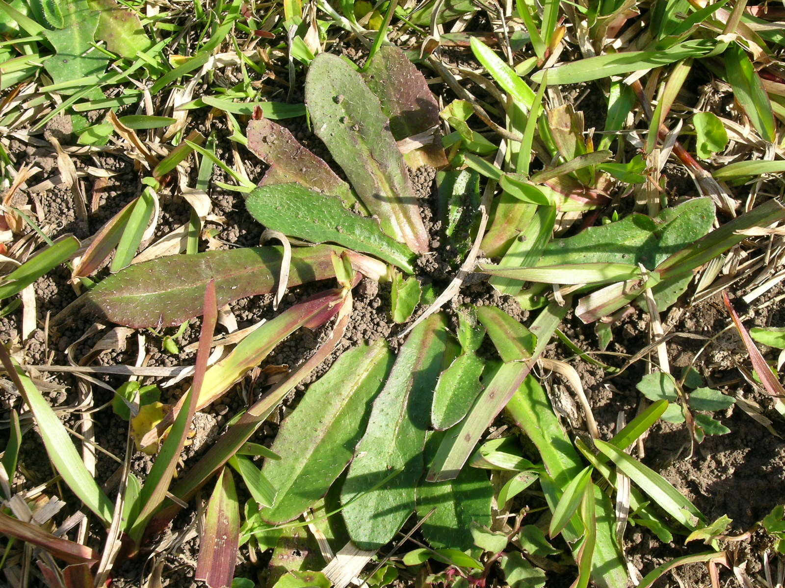 Image of Hairy Cat's-Ear