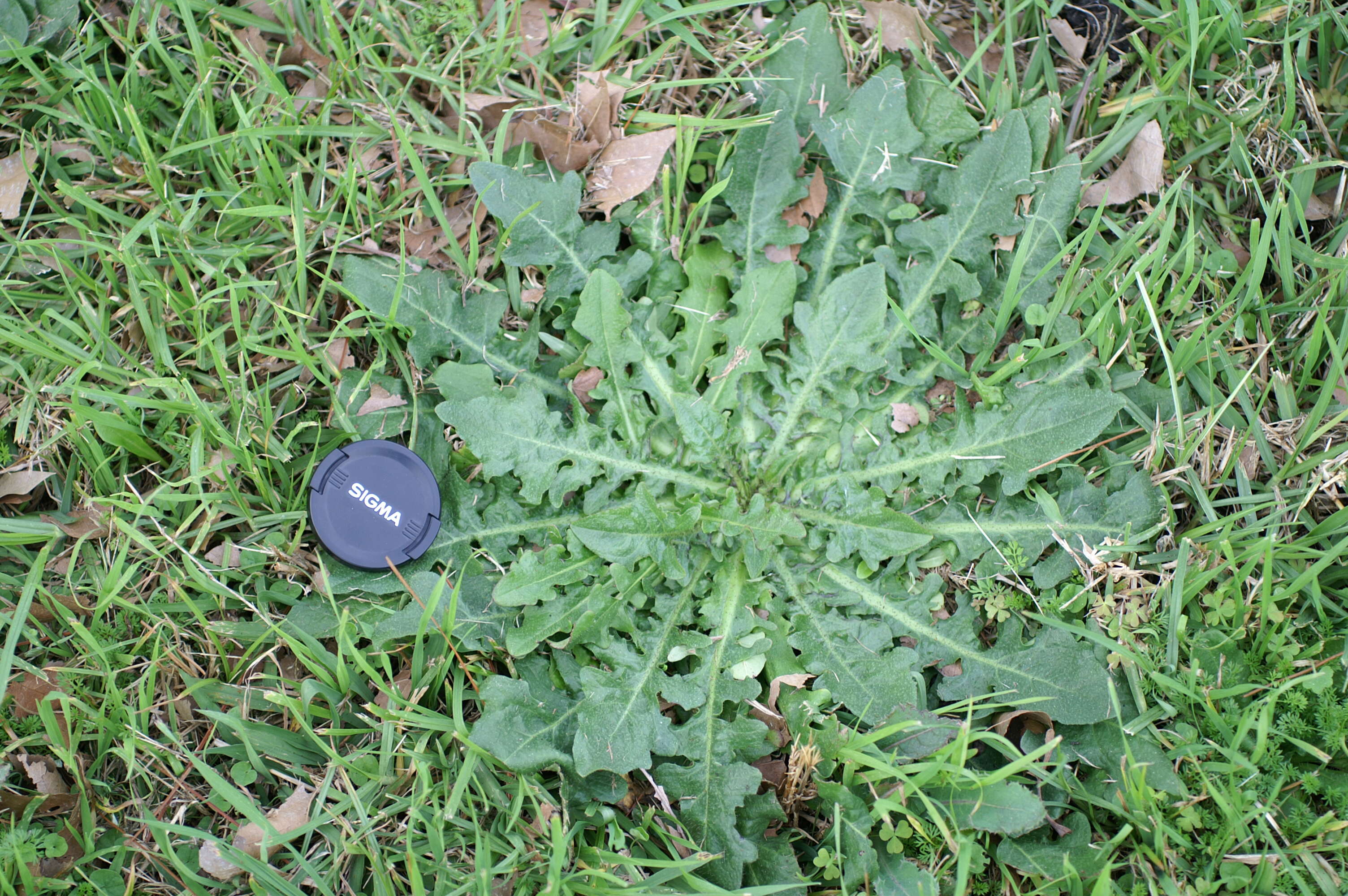 Image of Hairy Cat's-Ear