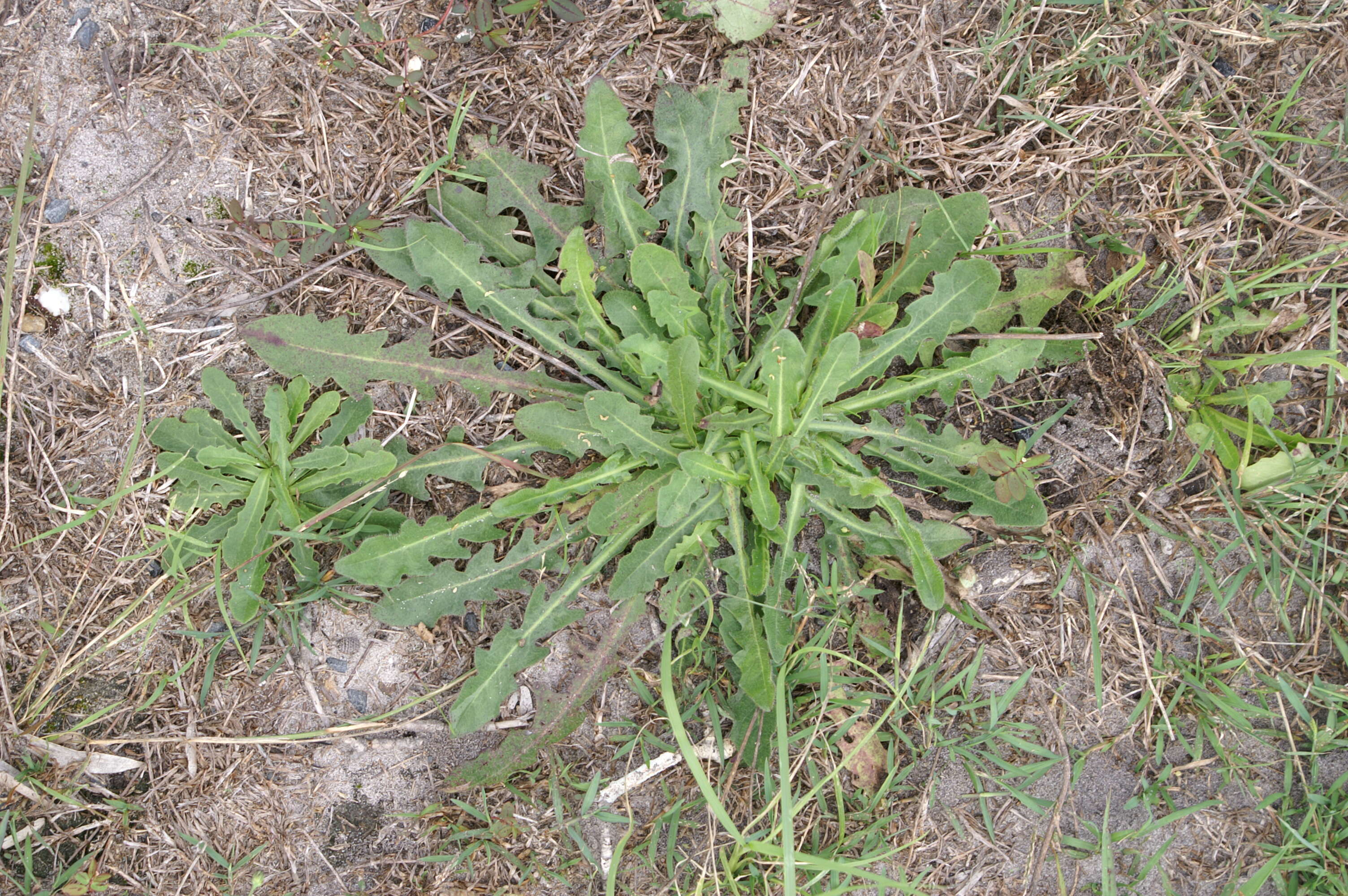 Image of Hairy Cat's-Ear