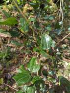 Ceanothus velutinus var. laevigatus Torr. & A. Gray resmi