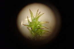 Image of racomitrium moss