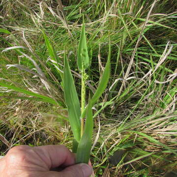 Image of Broom Rosette Grass