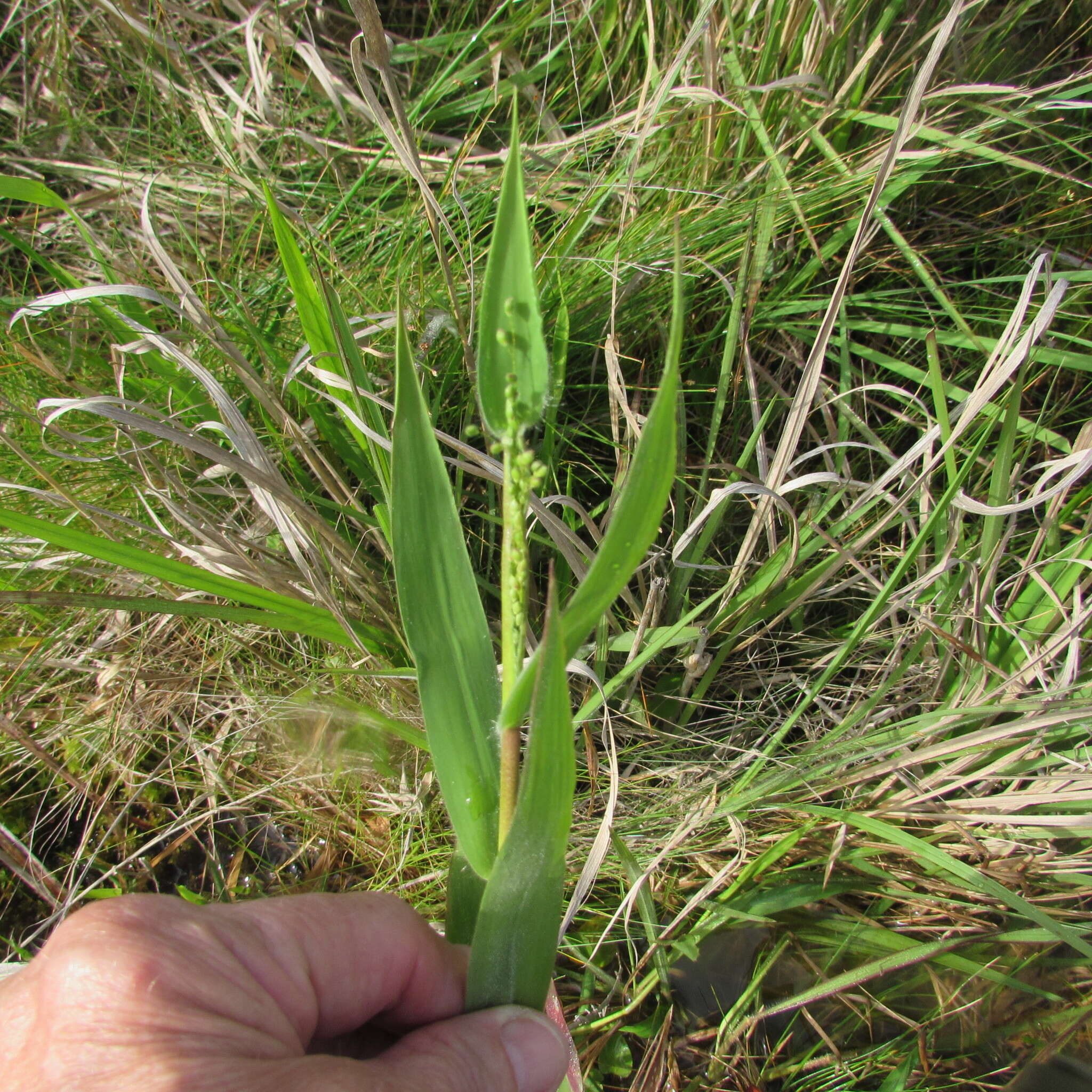 Image of Broom Rosette Grass