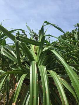 Image of Pandanus odorifer (Forssk.) Kuntze