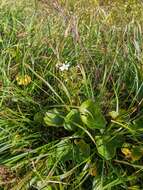 Image of Fauria crista-galli subsp. japonica (Franch.) Gillett