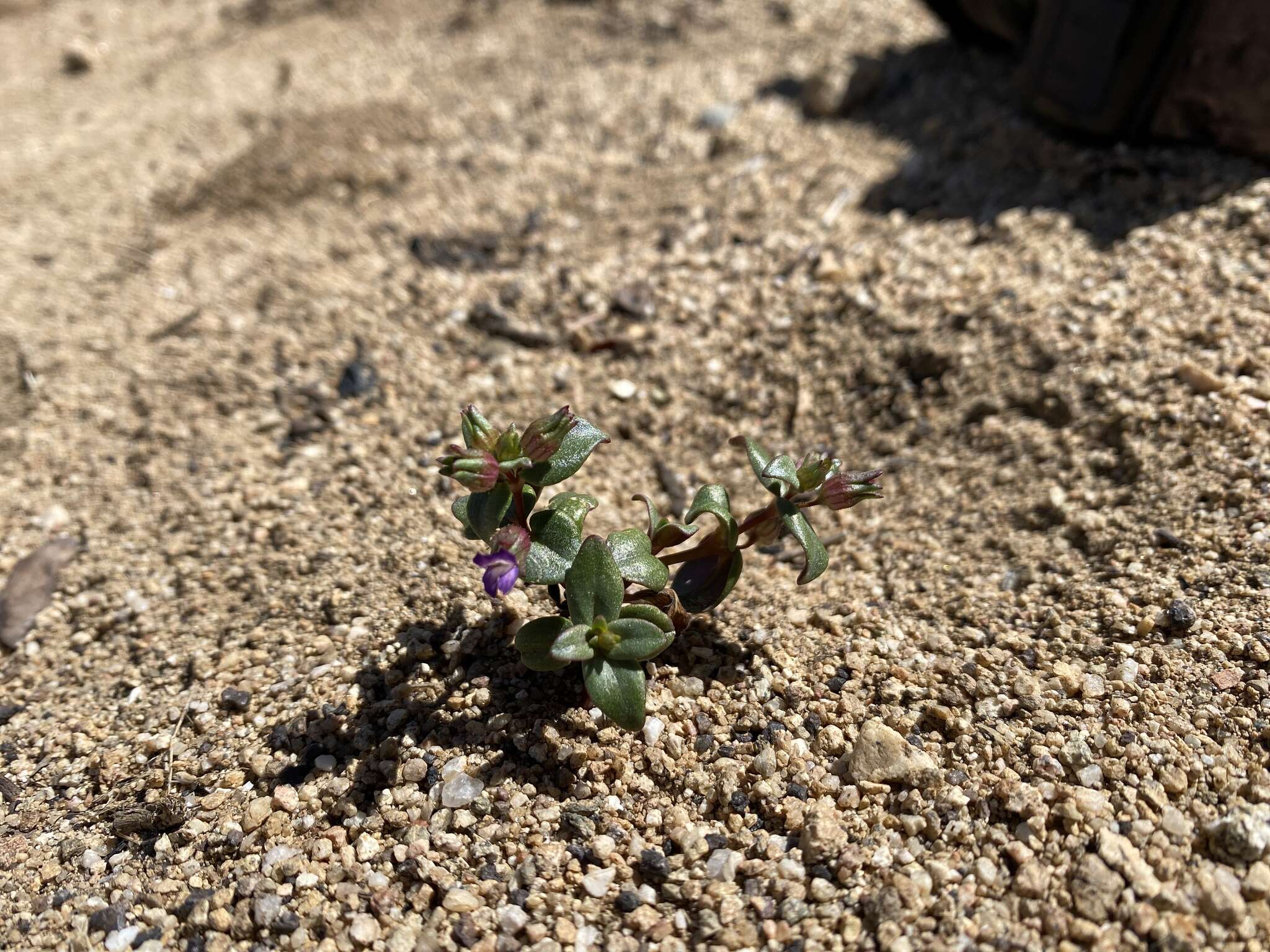 Image of desertmountain blue eyed Mary