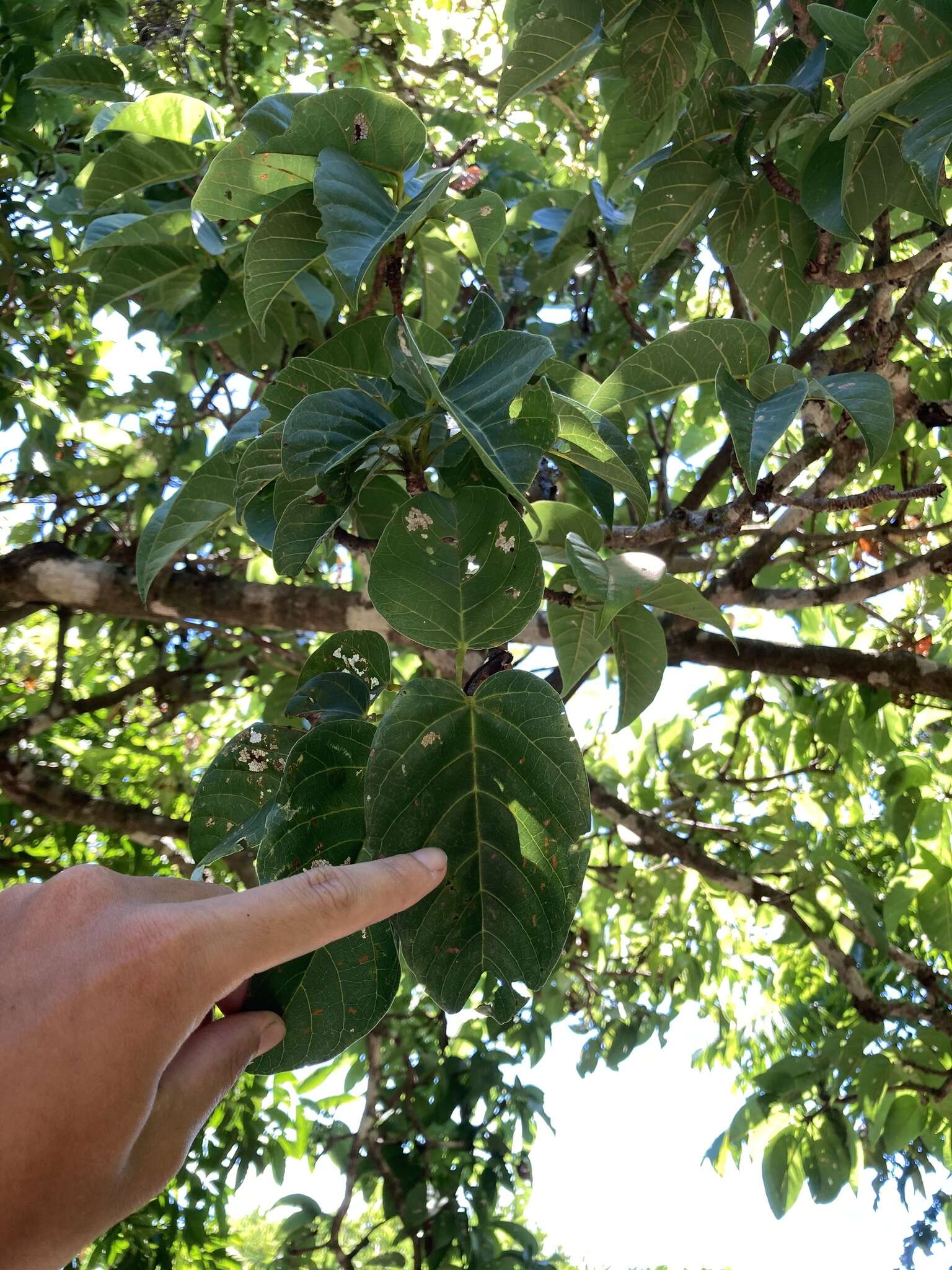 Image de Sterculia ceramica R. Br.