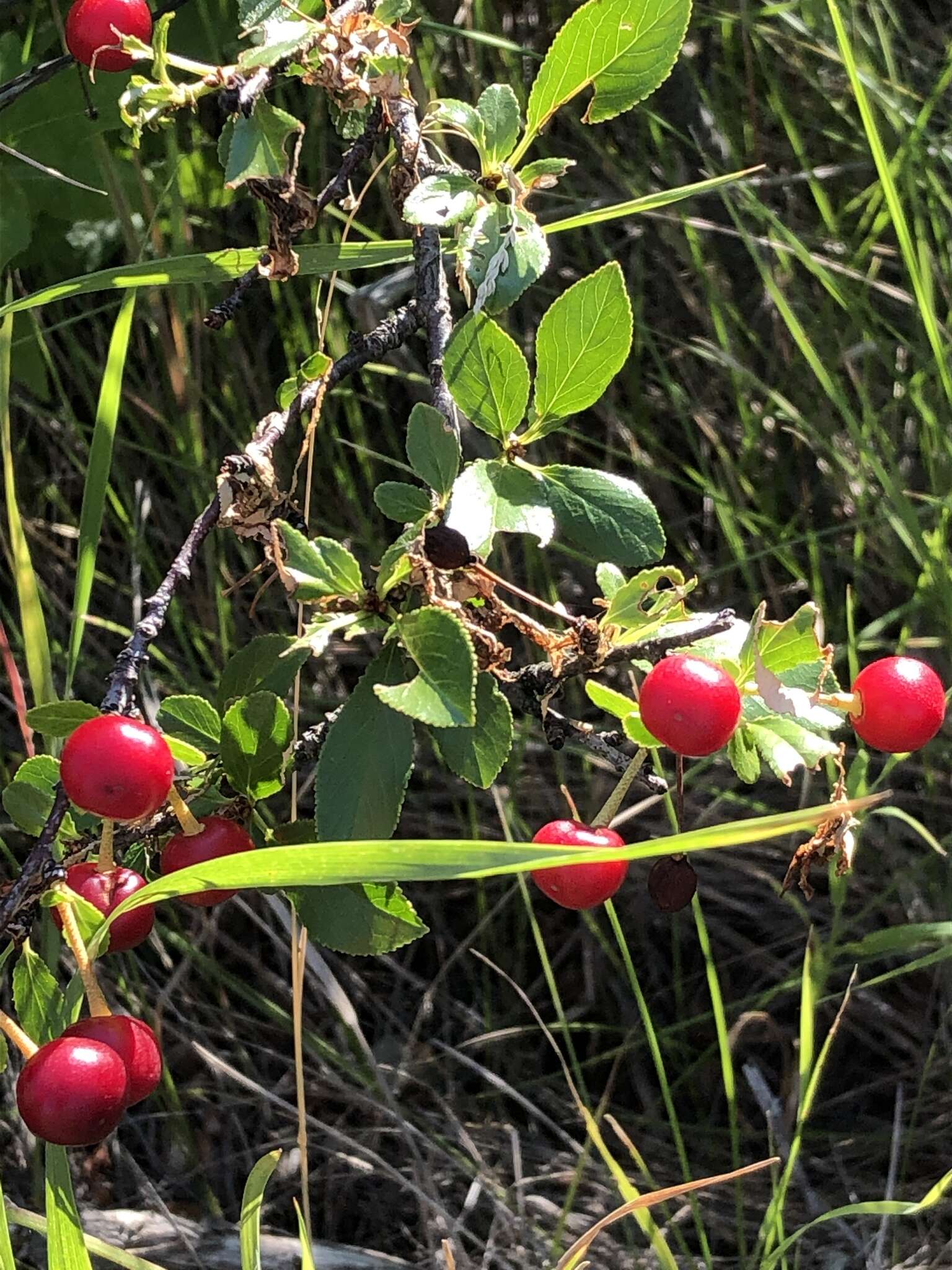 Imagem de Prunus fruticosa Pall.