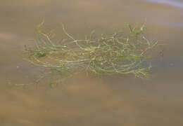 Image of horned pondweed
