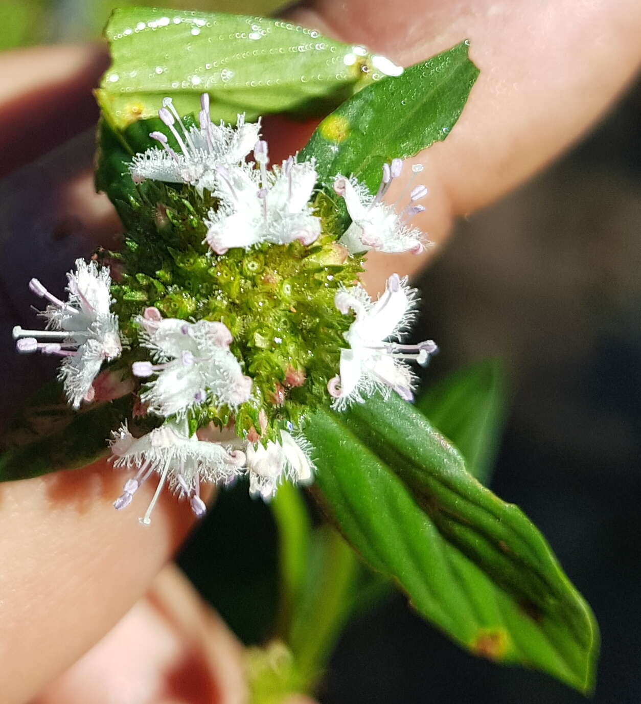 Image of Crusea megalocarpa (A. Gray) S. Watson