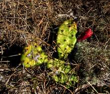 Image of <i>Opuntia nemoralis</i>