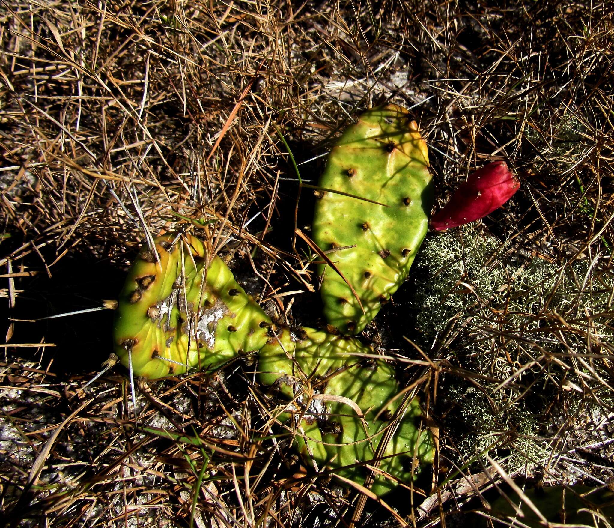 Image of <i>Opuntia nemoralis</i>