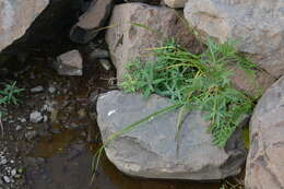 Image of Carex aterrima Hoppe