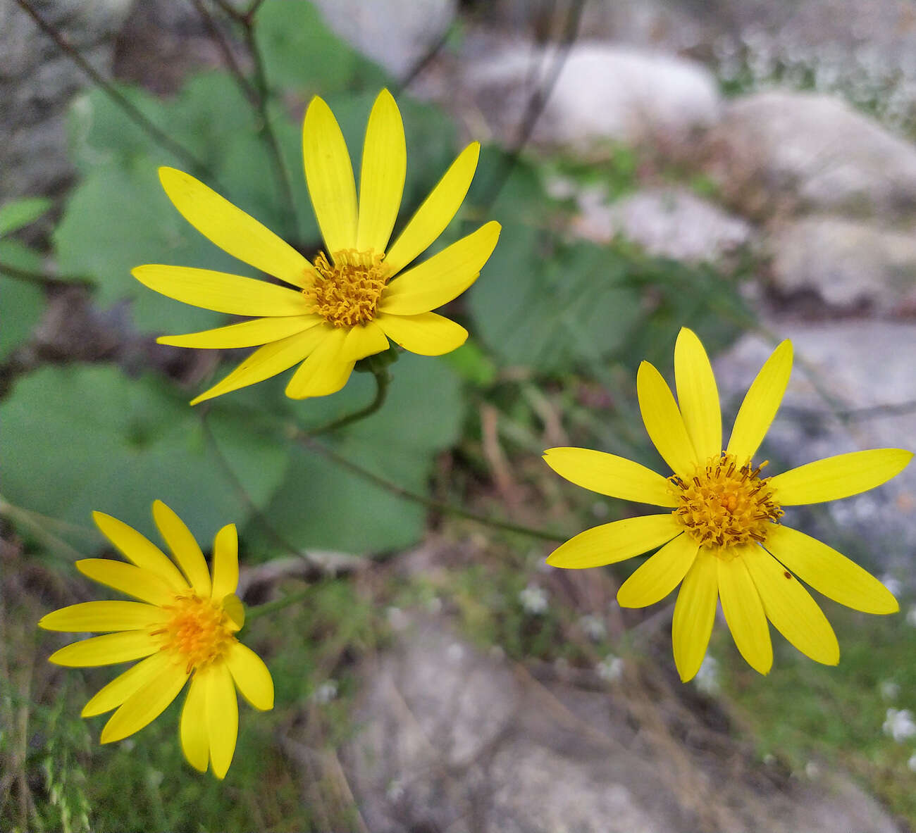 Plancia ëd Dolichorrhiza renifolia (C. A. Mey.) Galushko