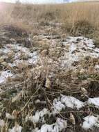 Слика од Achillea santolinoides subsp. wilhelmsii (K. Koch) Greuter