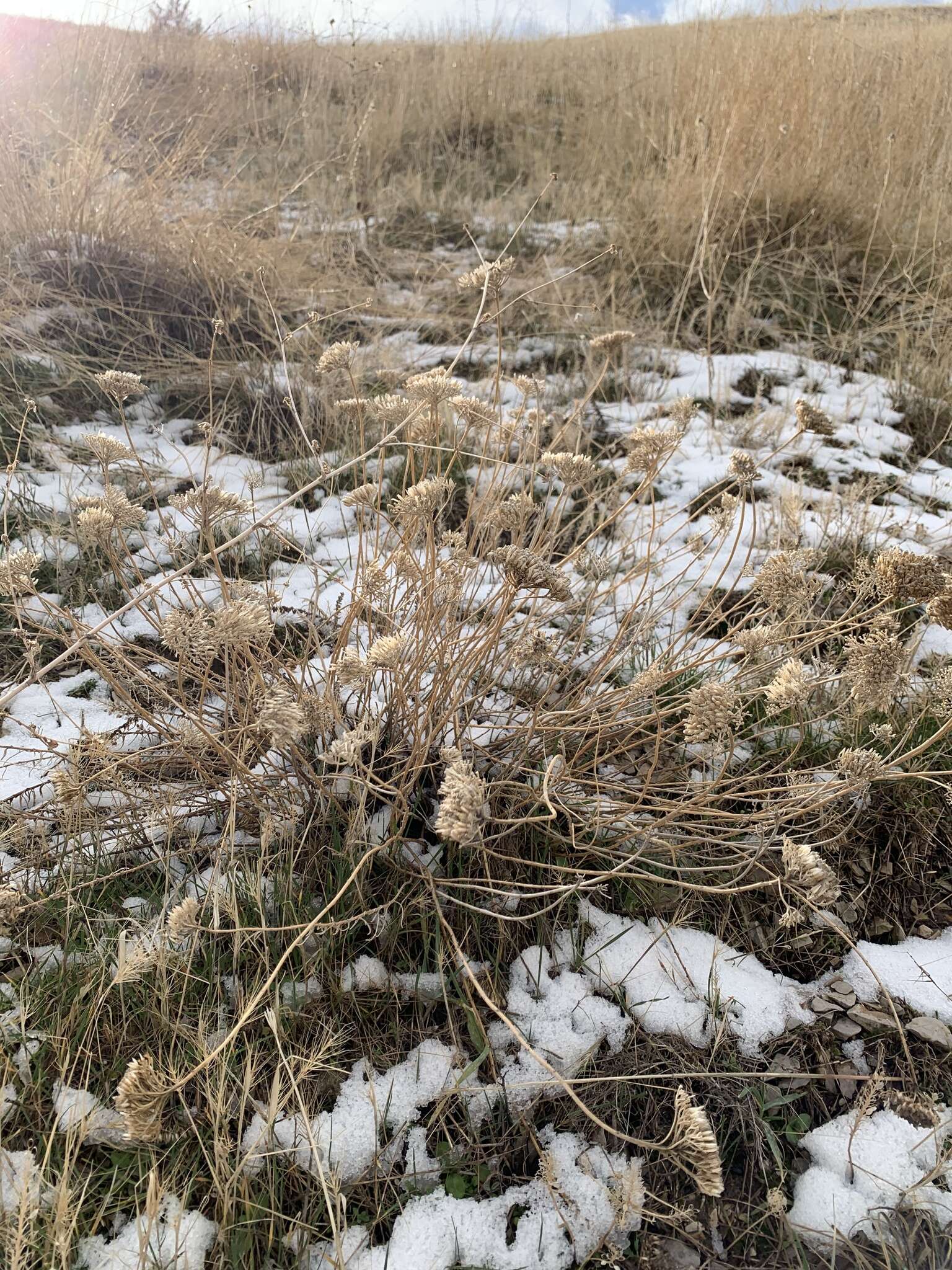 Image of Achillea santolinoides subsp. wilhelmsii (K. Koch) Greuter