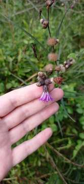 صورة Lessingianthus rubricaulis (Humb. & Bonpl.) H. Rob.