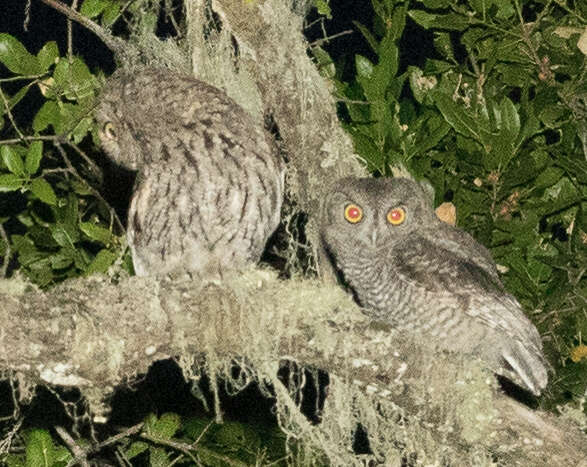 Image of Western Screech Owl