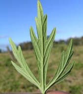 Image of Chinese motherwort