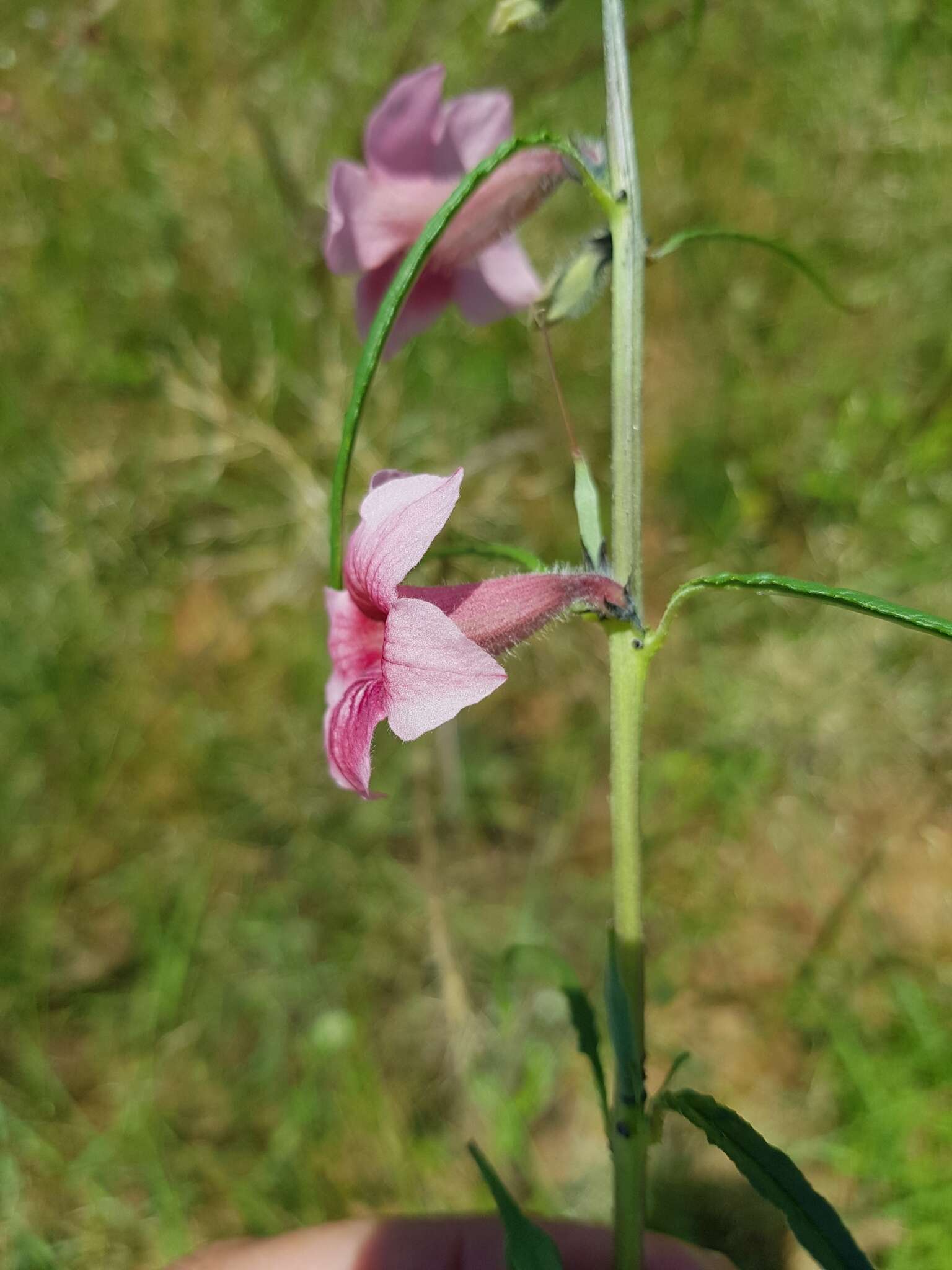 Слика од Sesamum triphyllum Welw. ex Aschers.