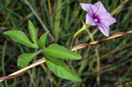 Imagem de Ipomoea hochstetteri House