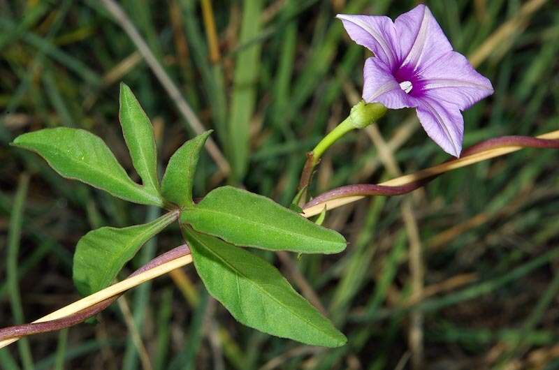 Imagem de Ipomoea hochstetteri House