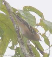 Image of Bay-breasted Warbler