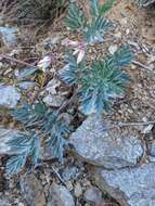 Image of Oregon bleeding heart