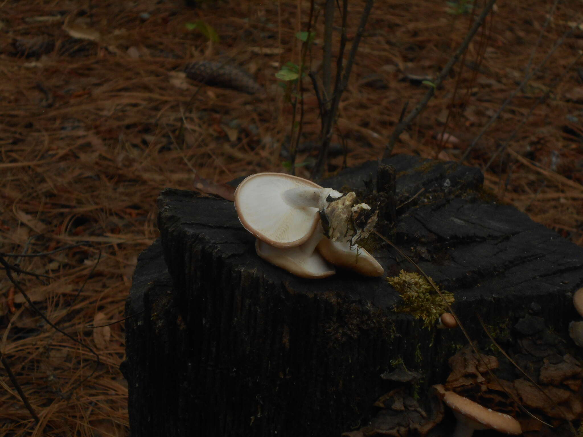 Plancia ëd Lentinula boryana (Berk. & Mont.) Pegler 1976