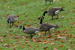 Image of Branta hutchinsii taverneri Delacour 1951