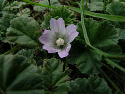 Image of common mallow