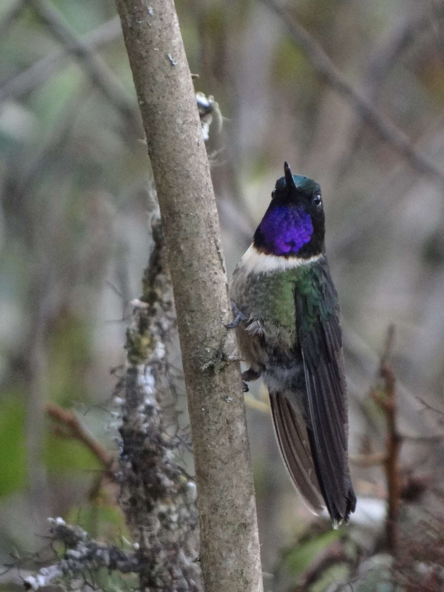 Image of Amethyst-throated Sunangel