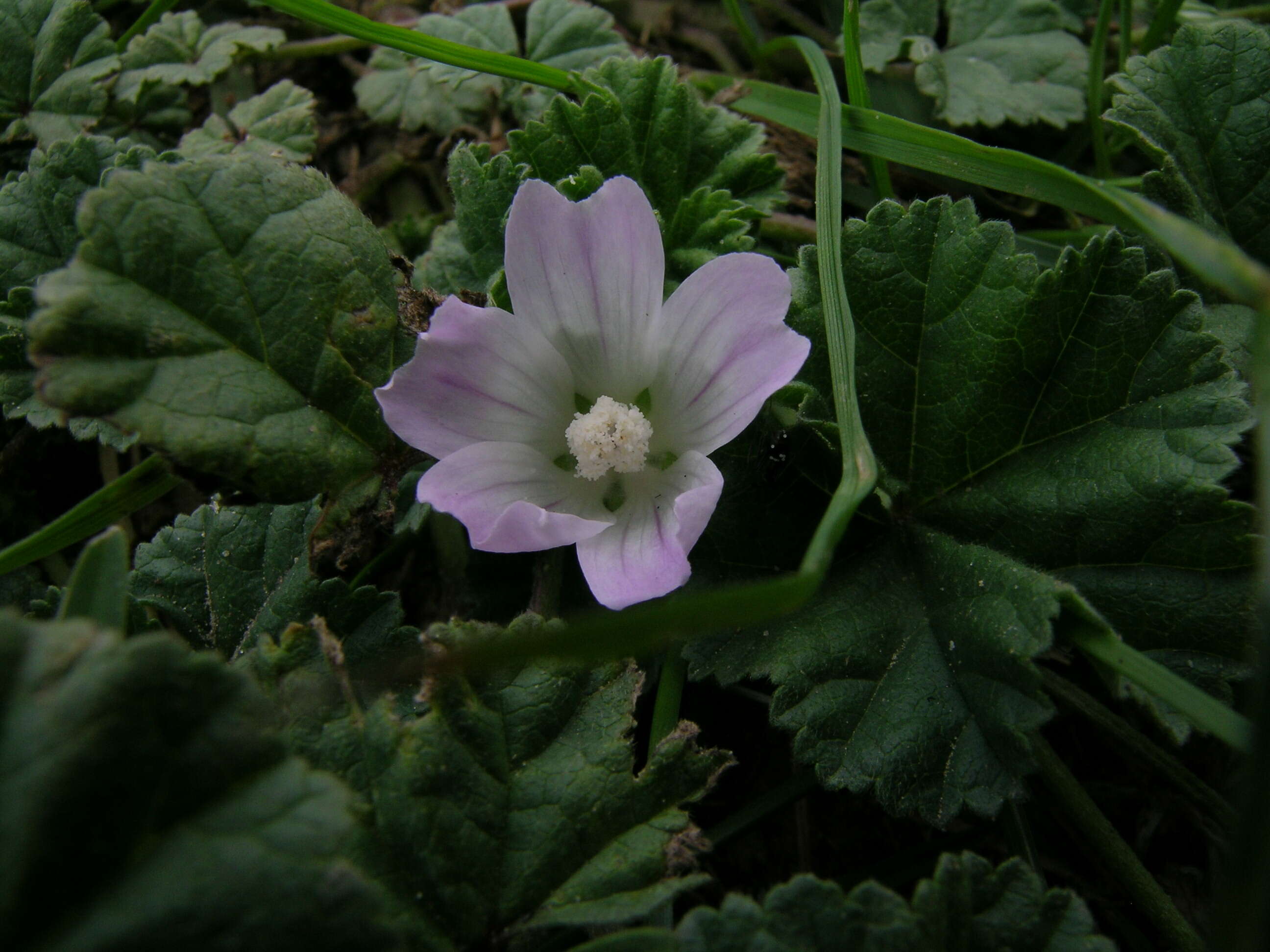 Image of common mallow