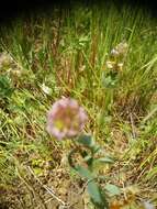 Imagem de Trifolium grandiflorum Schreb.