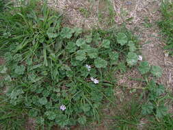 Image of common mallow