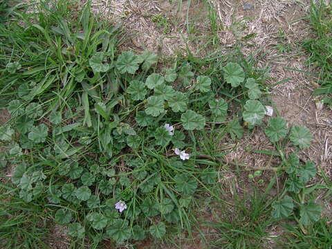 Image of common mallow
