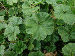 Image of common mallow