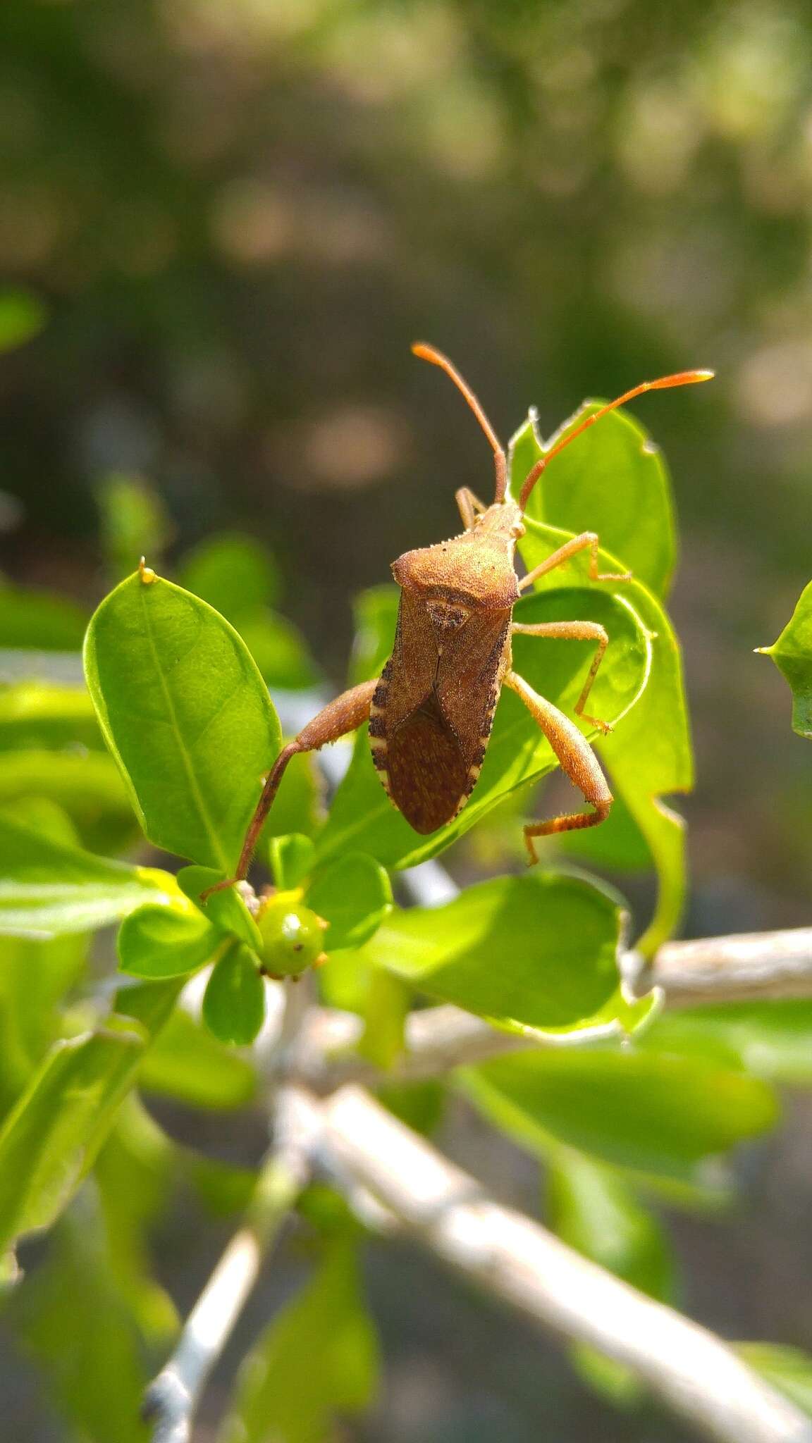 صورة Mamurius mopsus Stål 1862