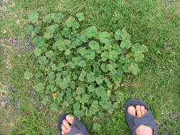 Image of common mallow