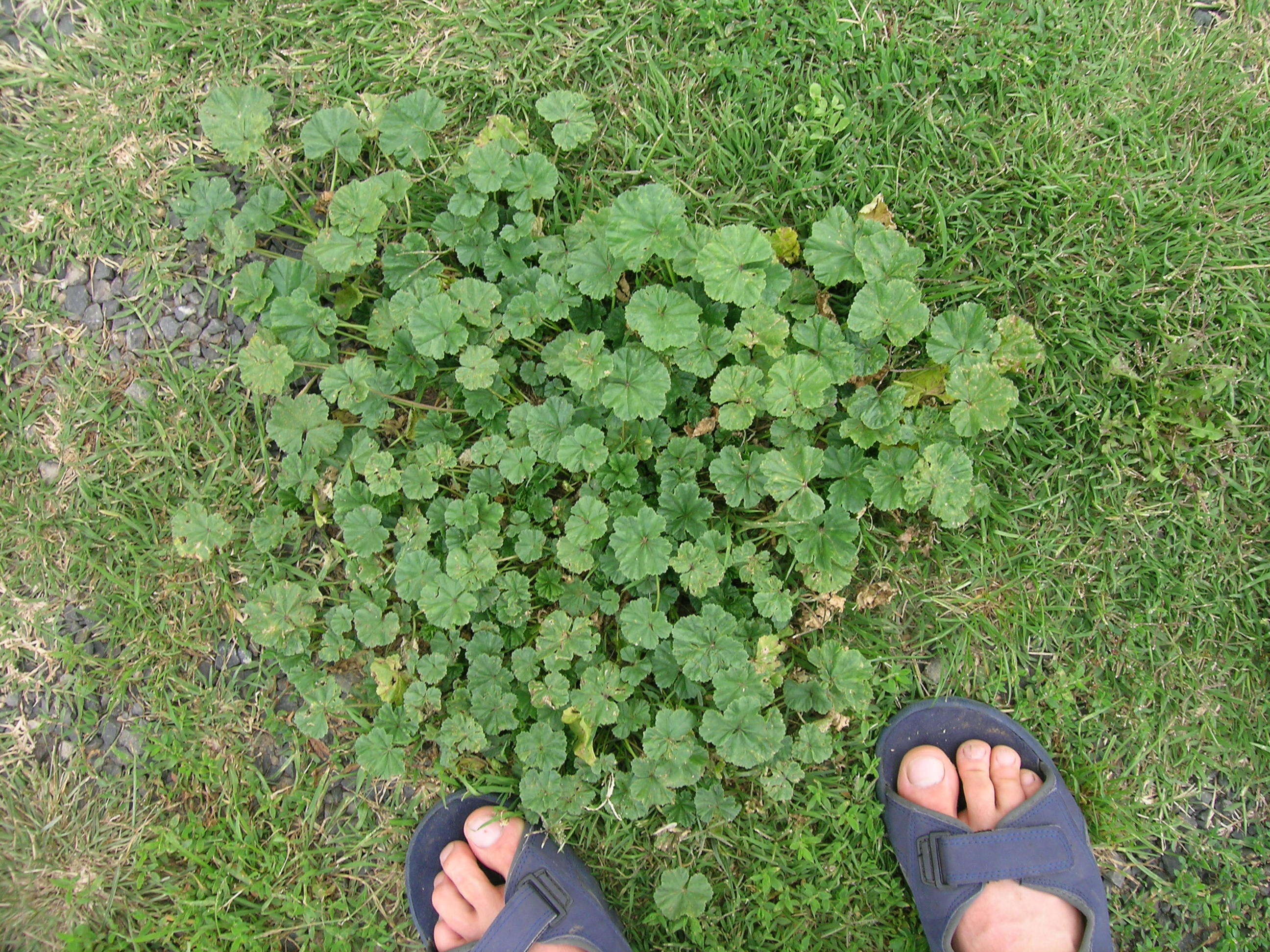 Image of common mallow