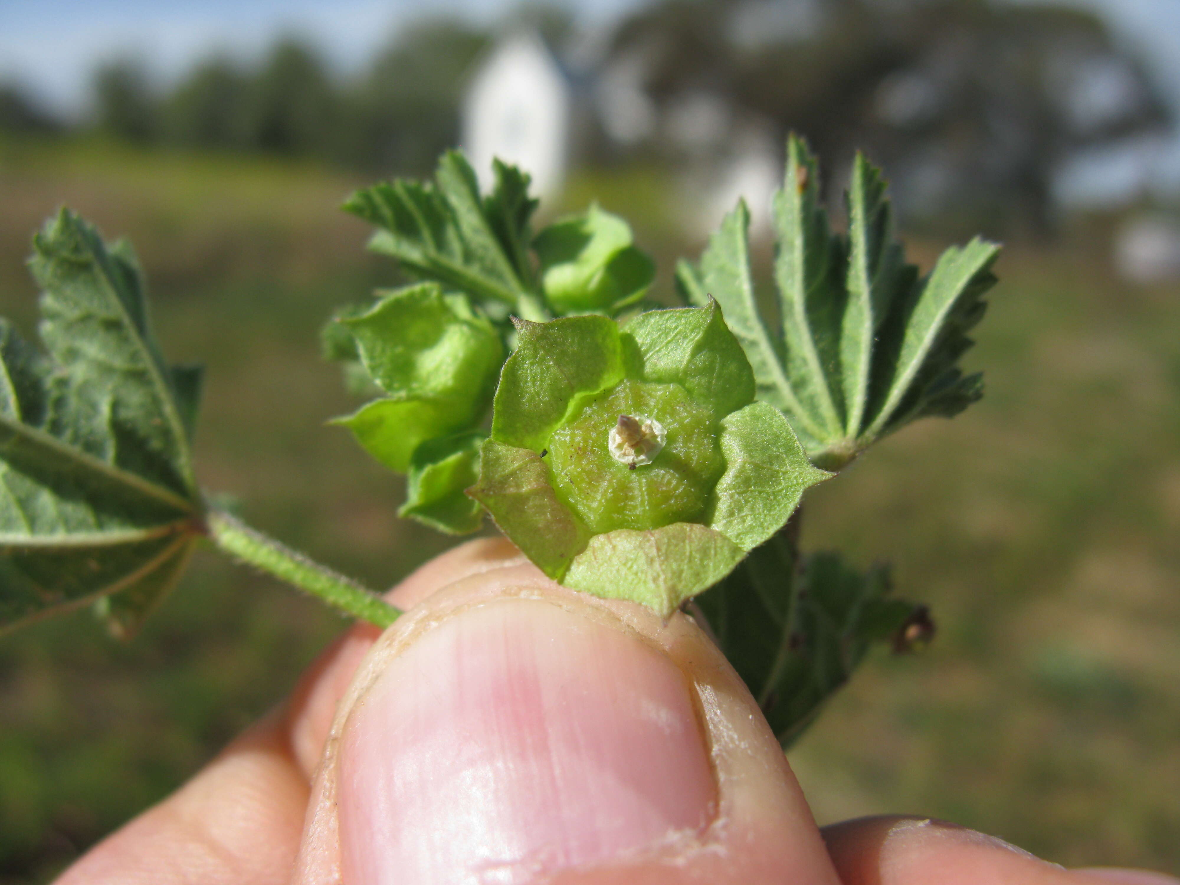 Image of Least Mallow