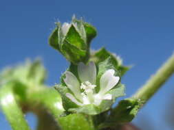 Image of Least Mallow