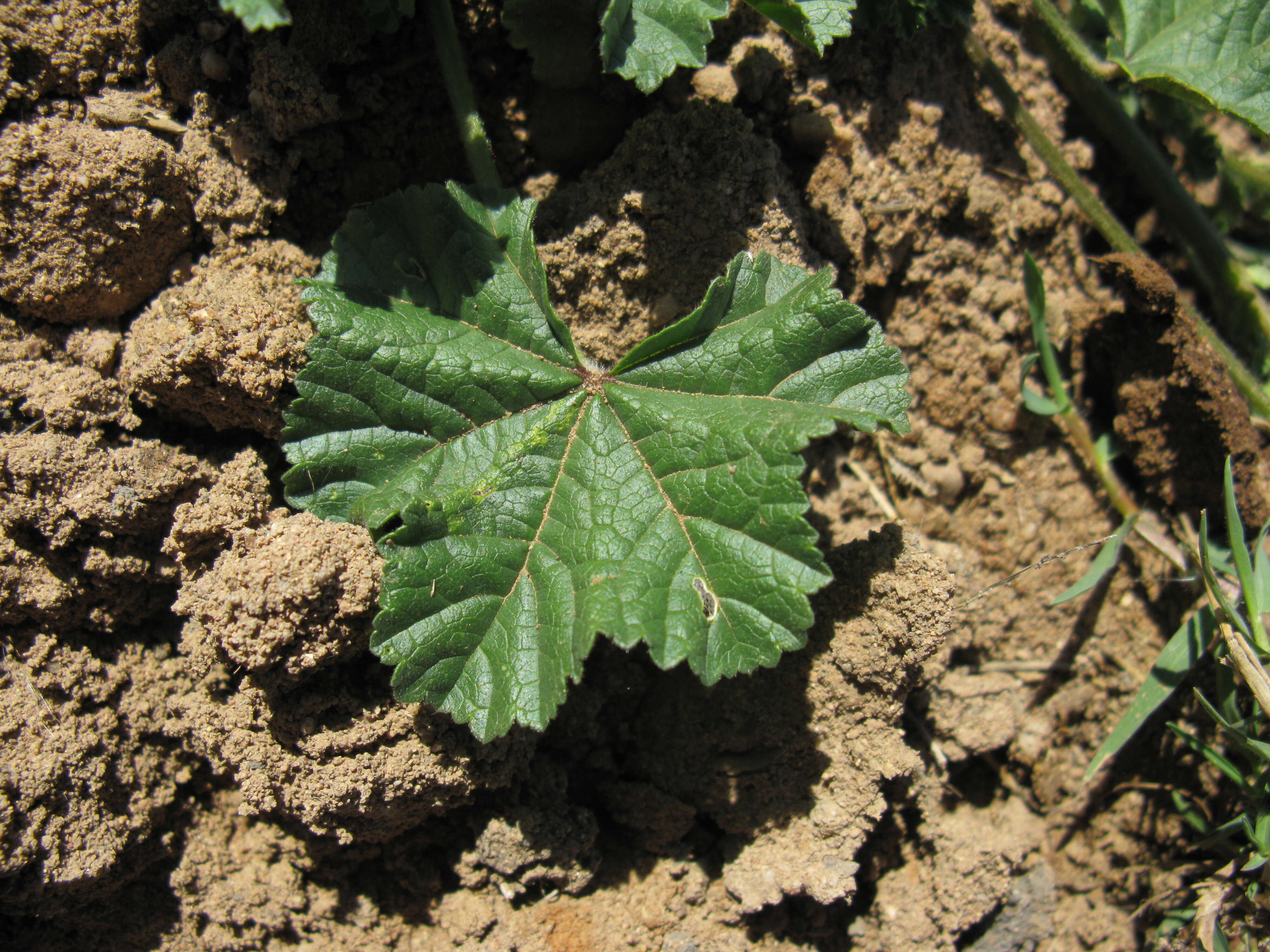 Image of Least Mallow