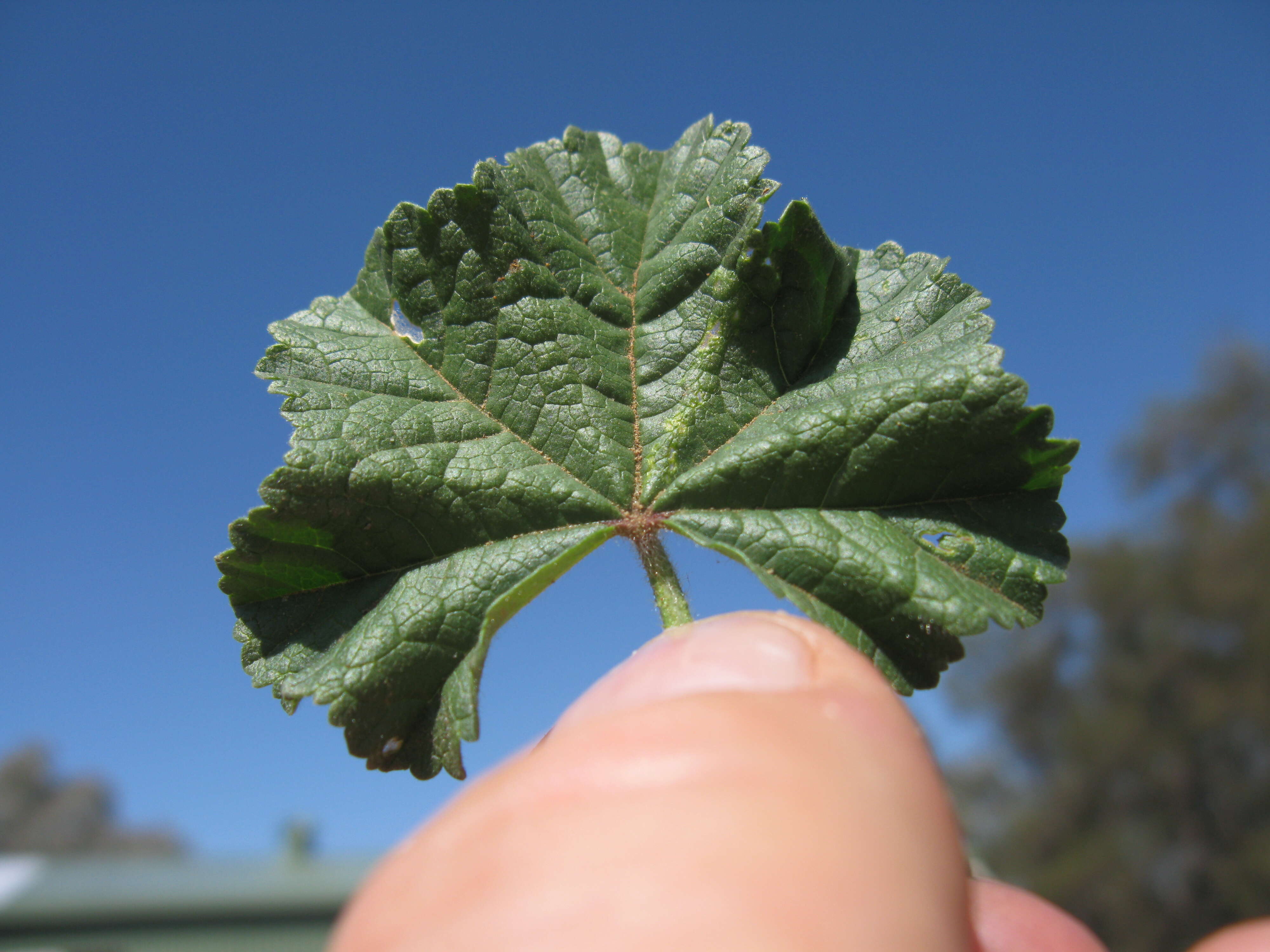 Image of Least Mallow