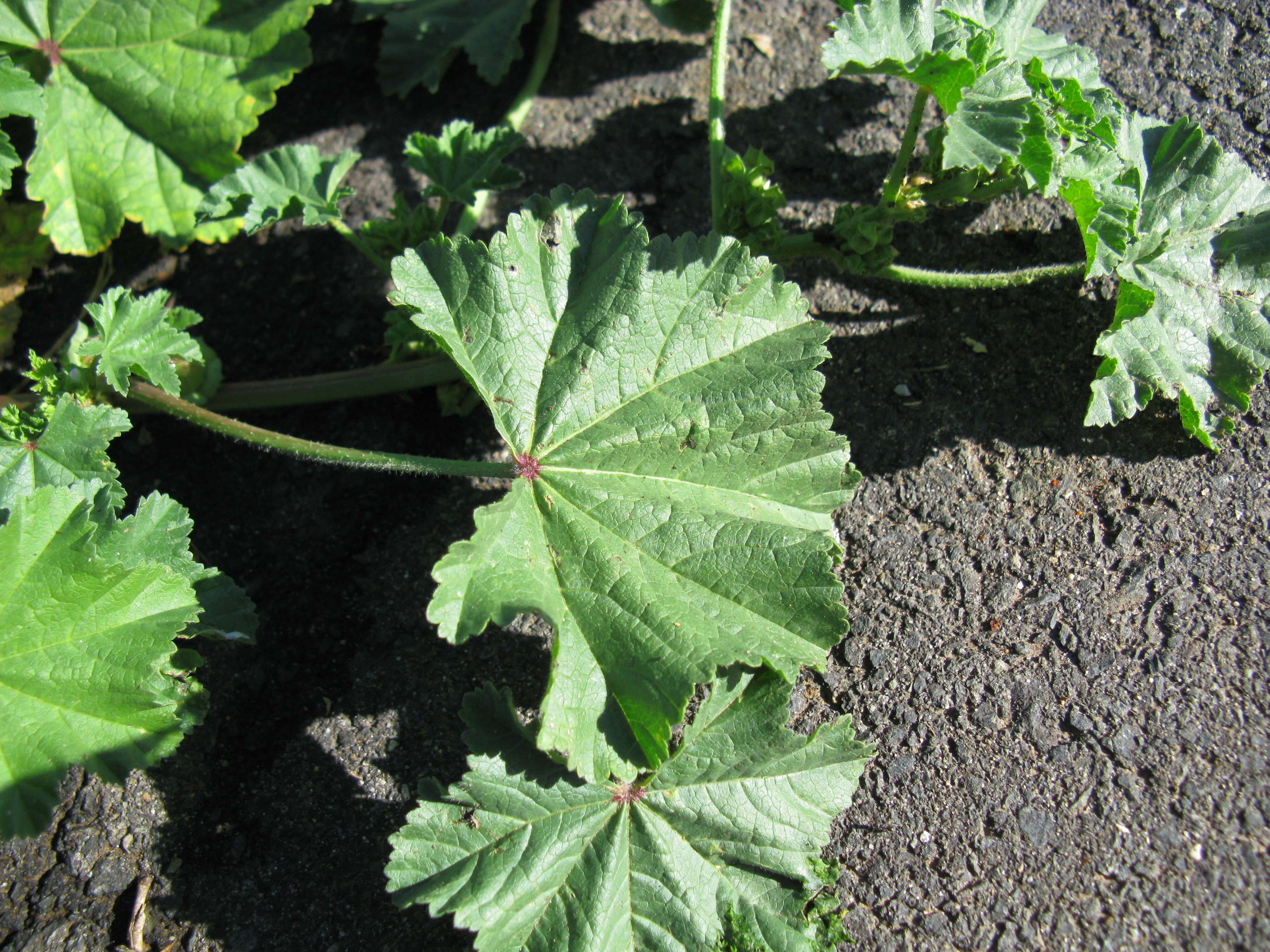 Image of Least Mallow